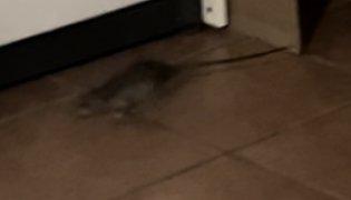 Rat in my apartment