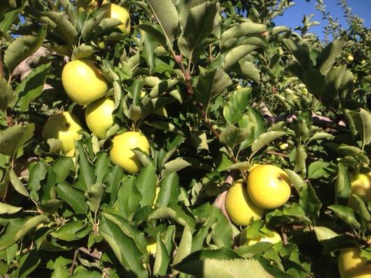 Mutsu (aka Crispin) apples = my favorite. Cross between Golden Delicious and Indo apple - crispy, juicy, sweet, tart = delicious