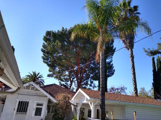 This is a photo of the tree I needed to have trimmed very badly because of the winds.