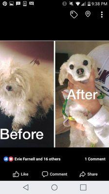 Before and after picture of a maltese..Matting hurts dogs people..please dont let it get thos bad..