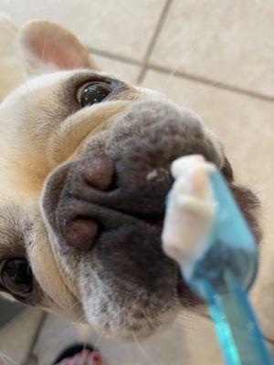 Had to settle for hooman gelato!