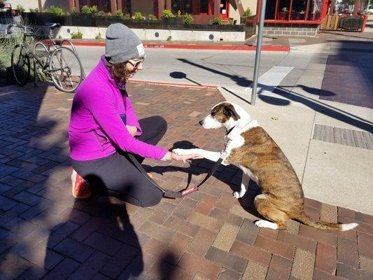 Our dog walkers are professional trained, plus Pet first-aid and CPR certified.