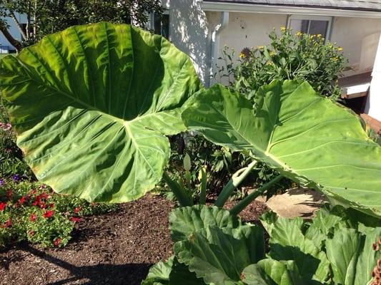 Giant elephant ears