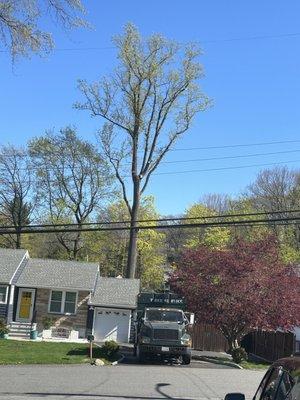 Huge tulip tree coming down