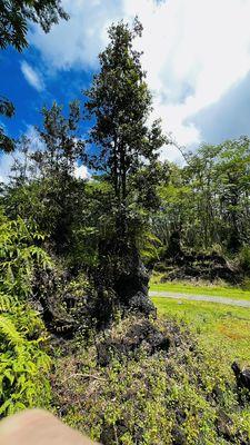 Lehua on lava