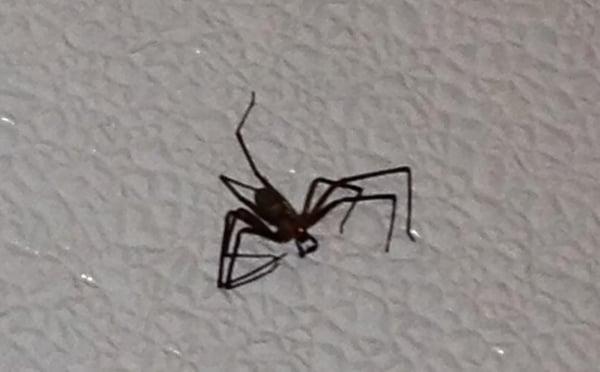 Brown recluse at no extra charge.