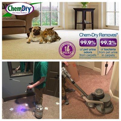 Experts in pet odor removal.