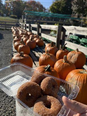 Pumpkins and apple cider donuts