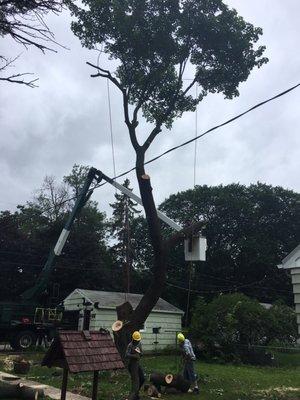 Matt's Tree Service