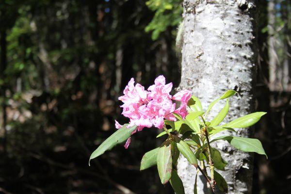 A flower along the trail.