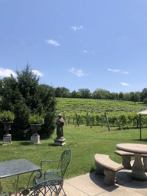 The beautiful view of the vineyard