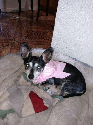 My baby with her Vet CBD pink bandana