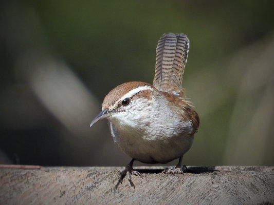 Los Gatos Birdwatcher