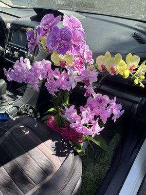 Beautiful fresh orchids