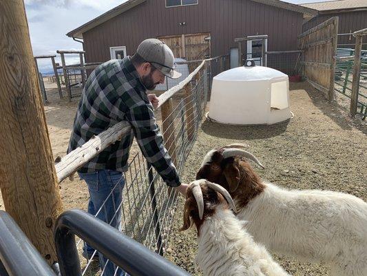 Feeding goats