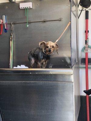 One more of Porkchop in the bath!