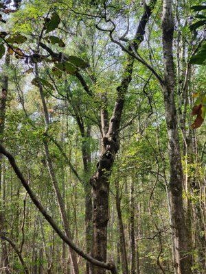 Blue Sky Preserve Trail