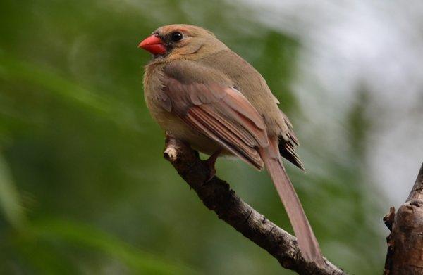 Northern Cardinal checking it out at the Bog Garden!