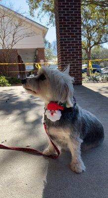 Christmas grooming