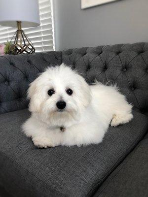 Lovely Carmela, after grooming by Jenny.