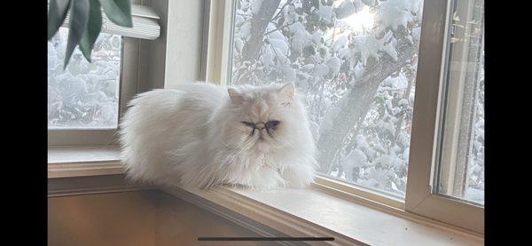 Little Bug. My teacup Persian