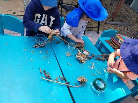 Harvesting Sunflower Seeds