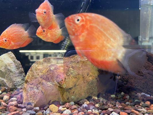 Red Streaked Severum