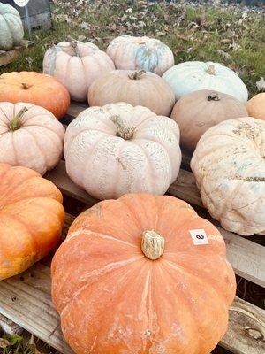 Beautiful pumpkins