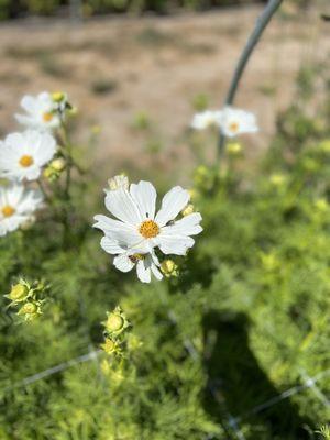 Poppies & Petals Farm