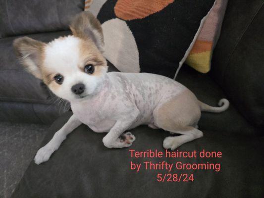 Terrible haircut on my pomeranian done by Thrifty Grooming 5/28/24