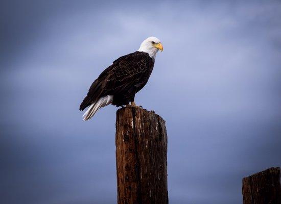 The eagles were ready for their close up.