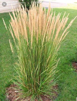 Karl Foerster Feather Reed Grass - always a great choice!