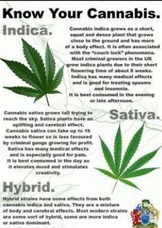 Know Your Cannabis