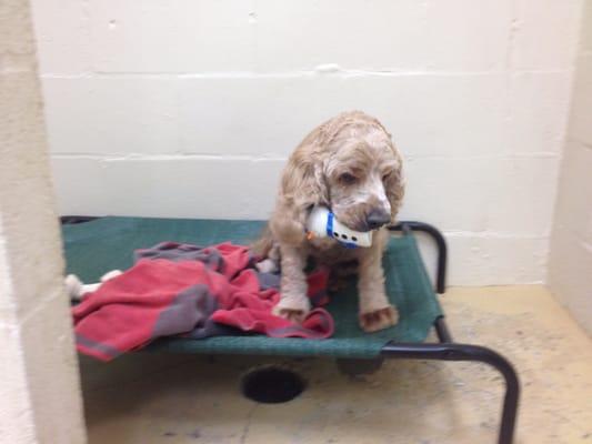 This Travis, a frequent boarder. He loves his hammock bed and snowman toy,