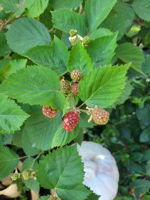 Blackberry vine