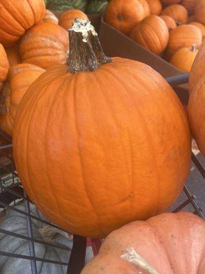 Big traditional carving pumpkins