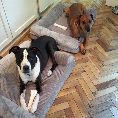 Ruby and Charlie happy in their new home in London - thanks, Ted!