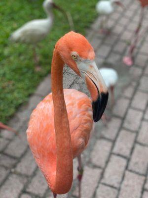 Free roaming flamingo