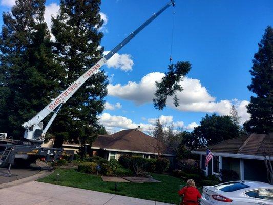 Part of the tree flying through the air. Fun to watch