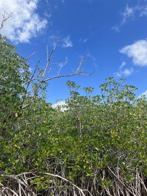 Got to learn about the beautiful mangrove trees and it's history