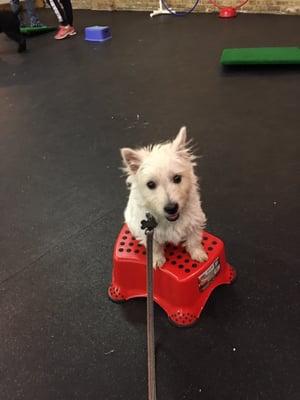 Remy practicing her Sit-Stay, front paws on and bottom's up during Wag It Games class