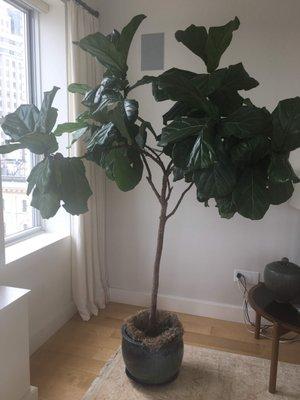 Fiddle-leafed Fig