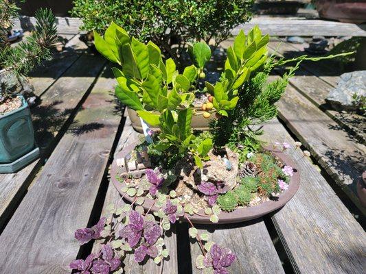 Fantastic Bonsai area