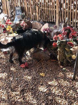 Roscoe sneaking a drink out of the fish pond