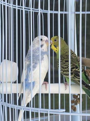 My two male Parakeets Motti and Lime