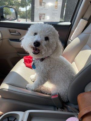 How a Bichon cut should look.