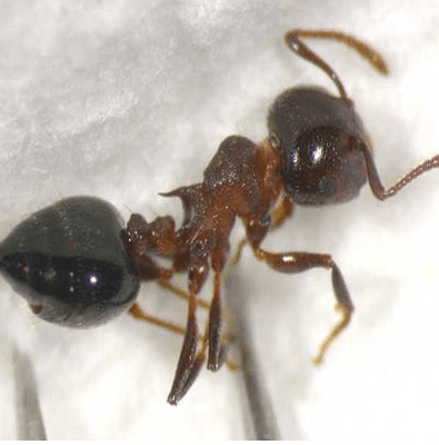 Acrobatic Ants can be found trailing up the side of your house with their rear sticking up in the air.