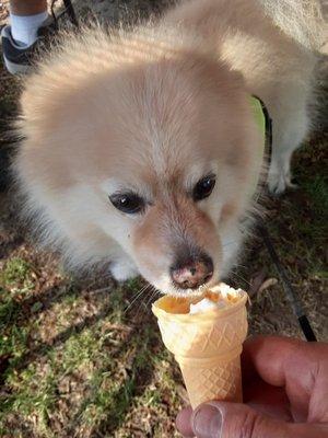 Fred the Wonder Dog enjoying his puppy cone after picking up his favorite Kernel Benny's Gourmet Popcorn, dogs are welcome.