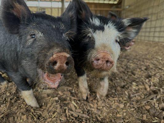 baby pigs