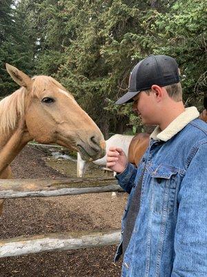 The horses at Trail Creek Ranch